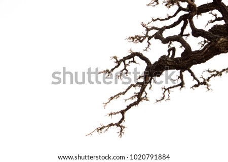 Limb of Bonsai tree Royalty-Free Stock Photo #1020791884