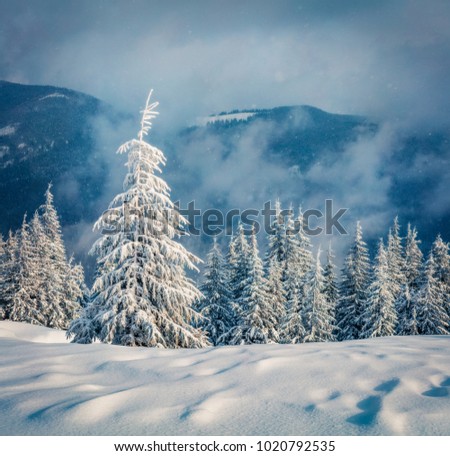 Dramatic winter morning in Carpathian mountains with snow covered fir trees. Snowy outdoor scene, Happy New Year celebration concept. Artistic style post processed photo. Orton Effect.
