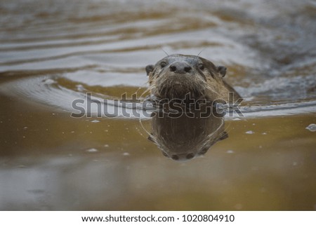 River otter swimming up stream