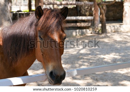 A horse in a farm 
