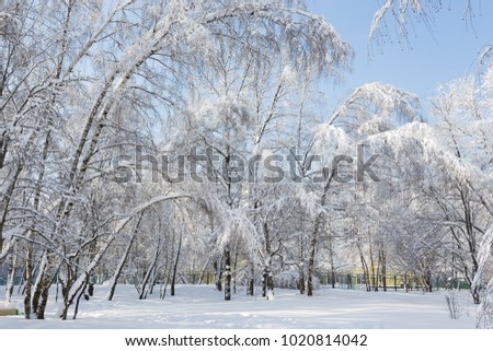 Beautiful sunny winter forest after a snowfall in the afternoon.