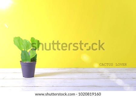 cactus and yellow pastel background and text