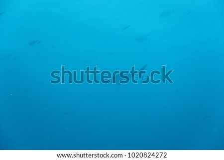 Shark in Palau