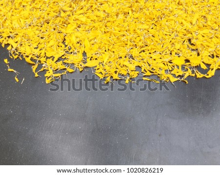 Yellow marigold petals on gray background