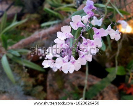 Pink Orchid on natural background