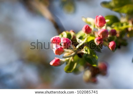 Branch of Apple Tree in Bloom