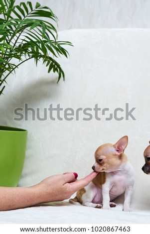  Chihuahua puppy under a green vase with a plant