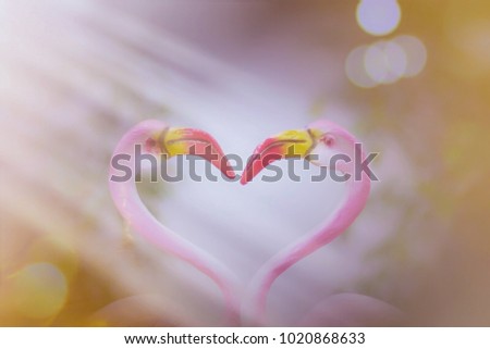 Love concept, a pair of Pink swan love heart sign make a heart shape