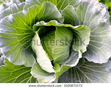 this picture show lives green vegetables with water drops on leaves fresh, background concept.