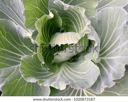 this picture show lives green vegetables with water drops on leaves fresh, background concept.