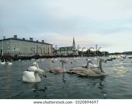 Swans in Tjornin Pond Reykjavik Iceland