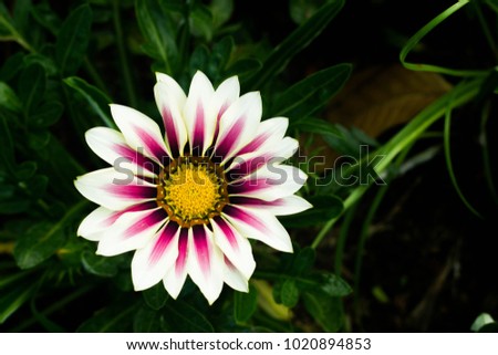 white and pink Gazania flower and yellow pollen with green leaf 