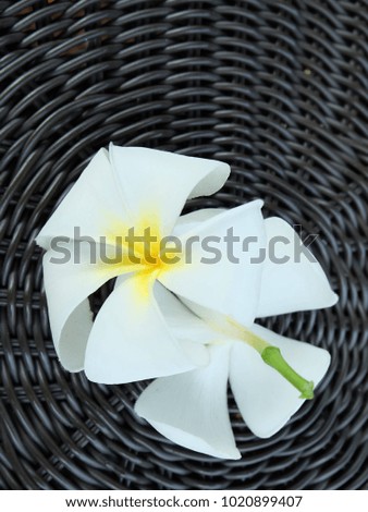 Beautiful White Frangipani Flowers Isolated on the Background Brown Wicker