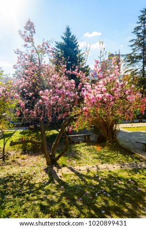 Martenitsa on magnolia, bulgarian tradition mars month