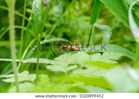 Brown Spider on a leaves in the meadow