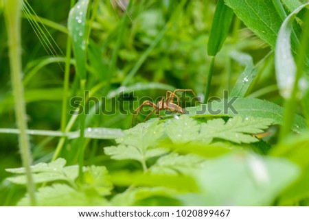 Brown Spider on a leaves in the meadow
