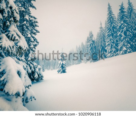 Beautiful morning scene in the mountain forest. Foggy winter landscape in the snowy wood, Happy New Year celebration concept. Artistic style post processed photo. Retro filtered.