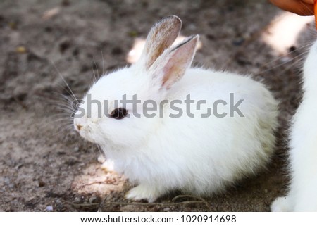 Cute rabbit on the farm. Little white rabbits