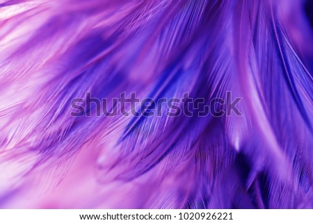 Bird,chickens feather texture for background,Abstract,postcard,blur style,soft color of art design.fashion 2018 trend.

