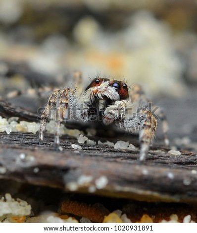 Close up front view common house spider