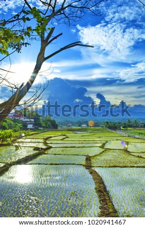 blue sky and Green Field before sunset Royalty-Free Stock Photo #1020941467