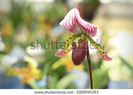 Paphiopedilum orchid flowers in the park, Thailand.
