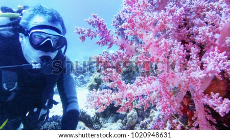 Scuba diver admiring beautiful pink soft coral Dendronepthya