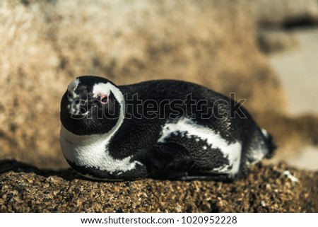 Horizontal picture of African penguin on rock at the Boulders Beach, Cape Town, South Africa