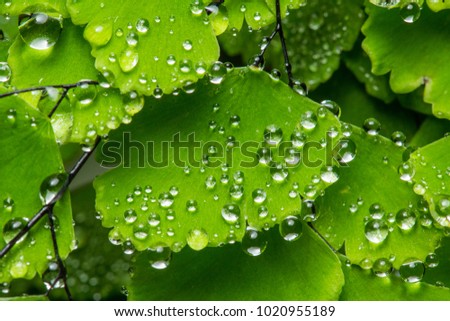 Fresh water drops green foliage backdrop background wallpaper