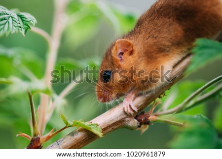 Little hazel dormouse climb the twigs in nature. Muscardinus avellanarius - in Hungary is the animal of the year 2017. Endangered animal.