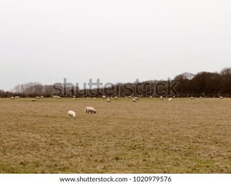 herd of grazing sheep in field grassland white sky autumn winter; essex; england; uk