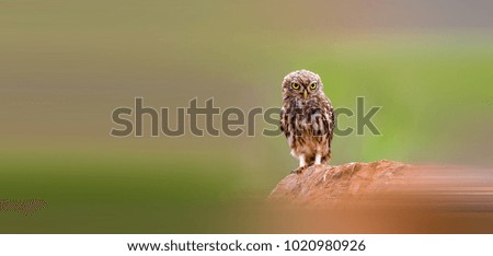 Beautiful Little Owl