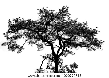 black and white picture, Big tree , Pinus 