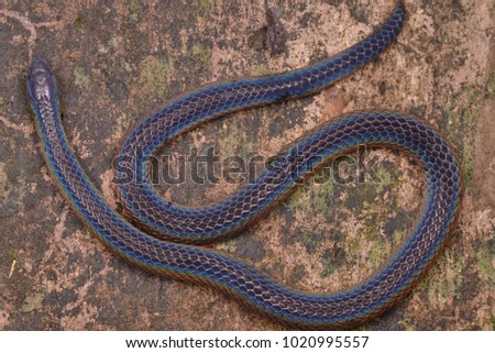 macro image of a beautiful Schmidt's Reed Snake from Borneo