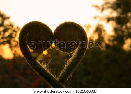 Love Valentine Day, closeup ferns leaf in sun set background, look lick hearth, romantic natural orange background.