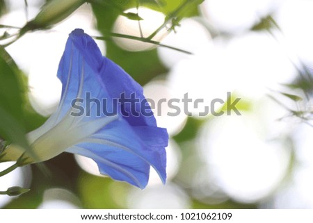 Morning Glory Flower. Purple flowers mixed with white. Planted in the garden.And many colors.