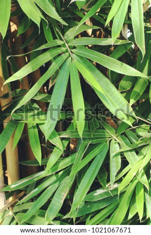  Leaves of bamboo