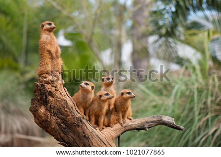 Family of meerkats 