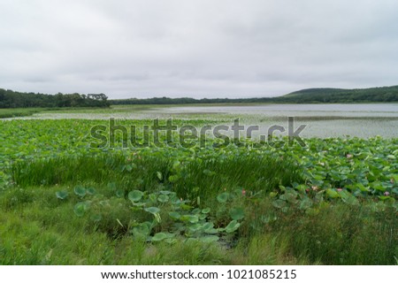 Lake of the lotuses of Komarova.