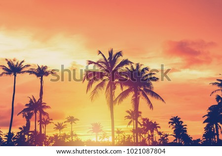 Tropical palm tree with colorful bokeh sun light on sunset sky cloud abstract background. Summer vacation and nature travel adventure concept. Vintage tone filter effect color style. Royalty-Free Stock Photo #1021087804