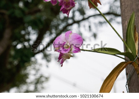 flower and orchid  