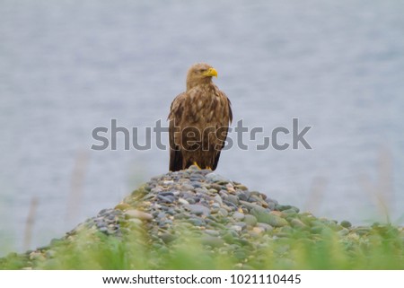 White-tailed eagle, Eagle, Wild bird in Hokkaido, Noshi peninsula