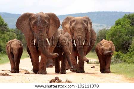 A herd of elephants with baby calves approaches us. Took the shot at a low angle to enhance the portrait. Taken in Addo elephant national park,eastern cape,south africa Royalty-Free Stock Photo #102111370