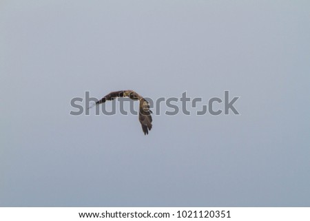 White-tailed eagle, Eagle, Wild bird in Hokkaido, Noshi peninsula
