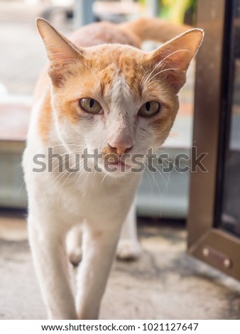 Cat thai, stray cat, (select focus)