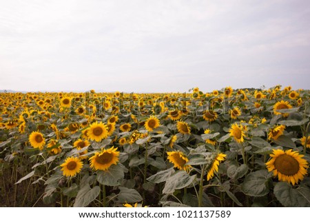 Landscape in Hokkaido, Rural landscape, Higashi, Hill of fairy tale, Meihachi, sunflower