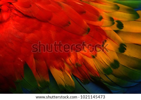 colorful Macaw parrot feathers
