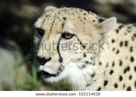 Wild African cheetah portrait, beautiful mammal animal, endangered carnivore in Africa.