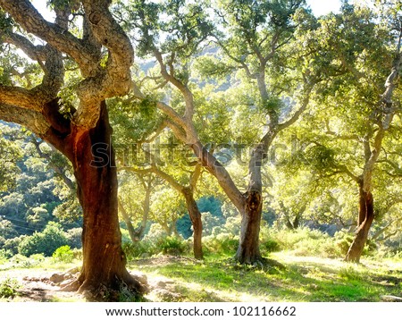 cork tree in Spain, Algeciras, Nature Park Los alcornocales