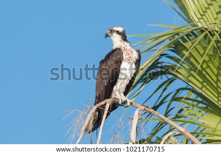 Osprey in Florida